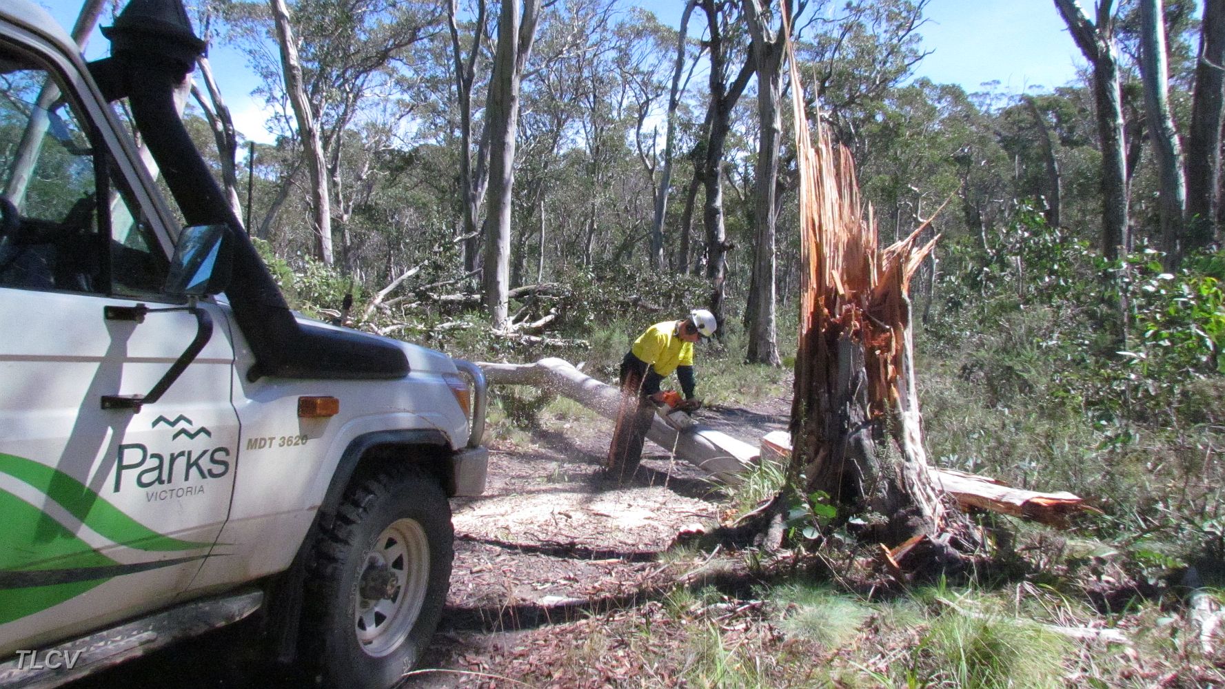 14-Ranger clears another fallen tree on the Tingaringy Track.JPG